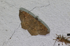 Paragonia arbocala