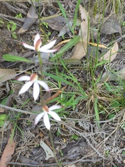 Caladenia catenata