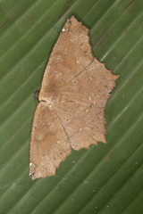 Paragonia cruraria