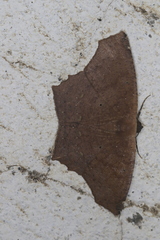 Paragonia cruraria