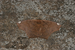 Paragonia cruraria
