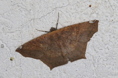 Paragonia cruraria