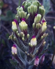 Castilleja exserta latifolia