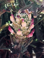 Castilleja exserta latifolia