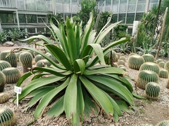 Agave thomasiae