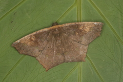 Paragonia cruraria