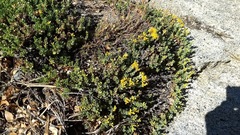 Ericameria cuneata spathulata