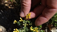 Ericameria cuneata spathulata