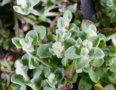 Chenopodium desertorum microphyllum