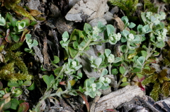 Chenopodium desertorum microphyllum