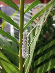 Gangara thyrsis