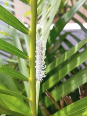 Gangara thyrsis