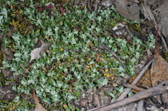 Chenopodium desertorum microphyllum
