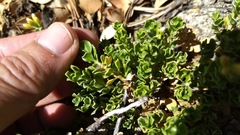 Ericameria cuneata spathulata