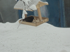 Sturnus vulgaris