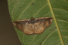 Perissopteryx commendata