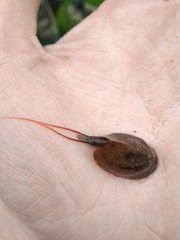 Lepidurus apus
