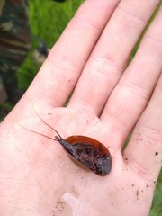 Lepidurus apus