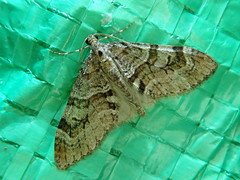 Trichopteryx terranea