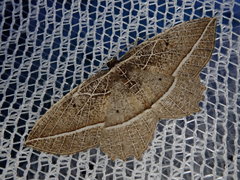 Rhynchobapta eburnivena