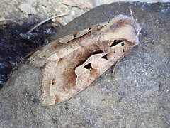 Perigrapha hoenei