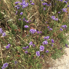 Limonium sinuatum
