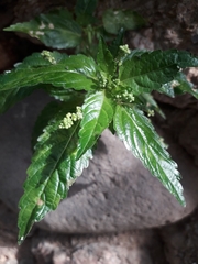 Mercurialis annua
