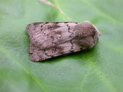 Agrotis cinerea