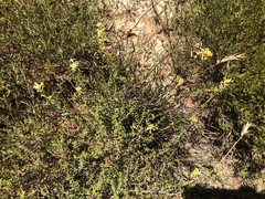 Stackhousia aspericocca