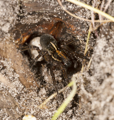 Artoriinae