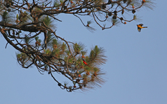 Pericrocotus ethologus