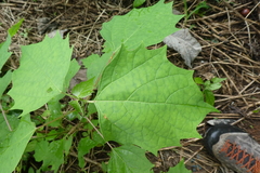 Gmelina