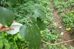 Gmelina