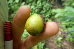 Gmelina