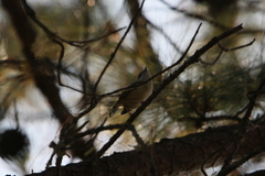 Pteruthius aeralatus