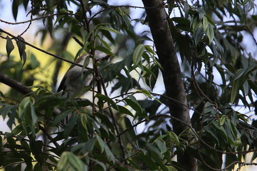 Grey-headed Parrotbill (Paradoxornis gularis), photo 10