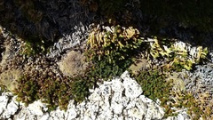 Selaginella watsonii