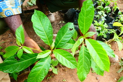 Terminalia superba