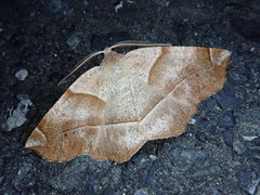 Endropiodes indictinaria