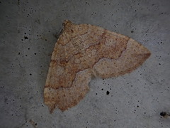 Idiotephria evanescens