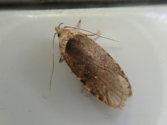 Agonopterix yomogiella