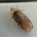 Agonopterix yomogiella - Photo (c) も, some rights reserved (CC BY-NC), uploaded by も