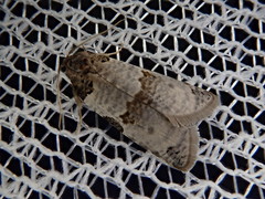 Pseudeulia vermicularis