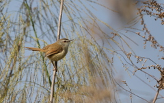 Prinia rufescens