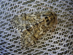 Eriodonta amagisana