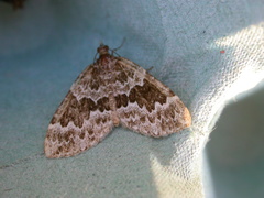 Electrophaes corylata