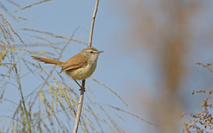 Prinia rufescens