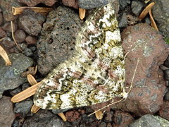 Pseuderannis amplipennis