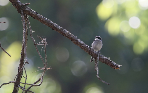 Grey Bush Chat (Saxicola ferreus), photo 10