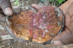 Cola gigantea